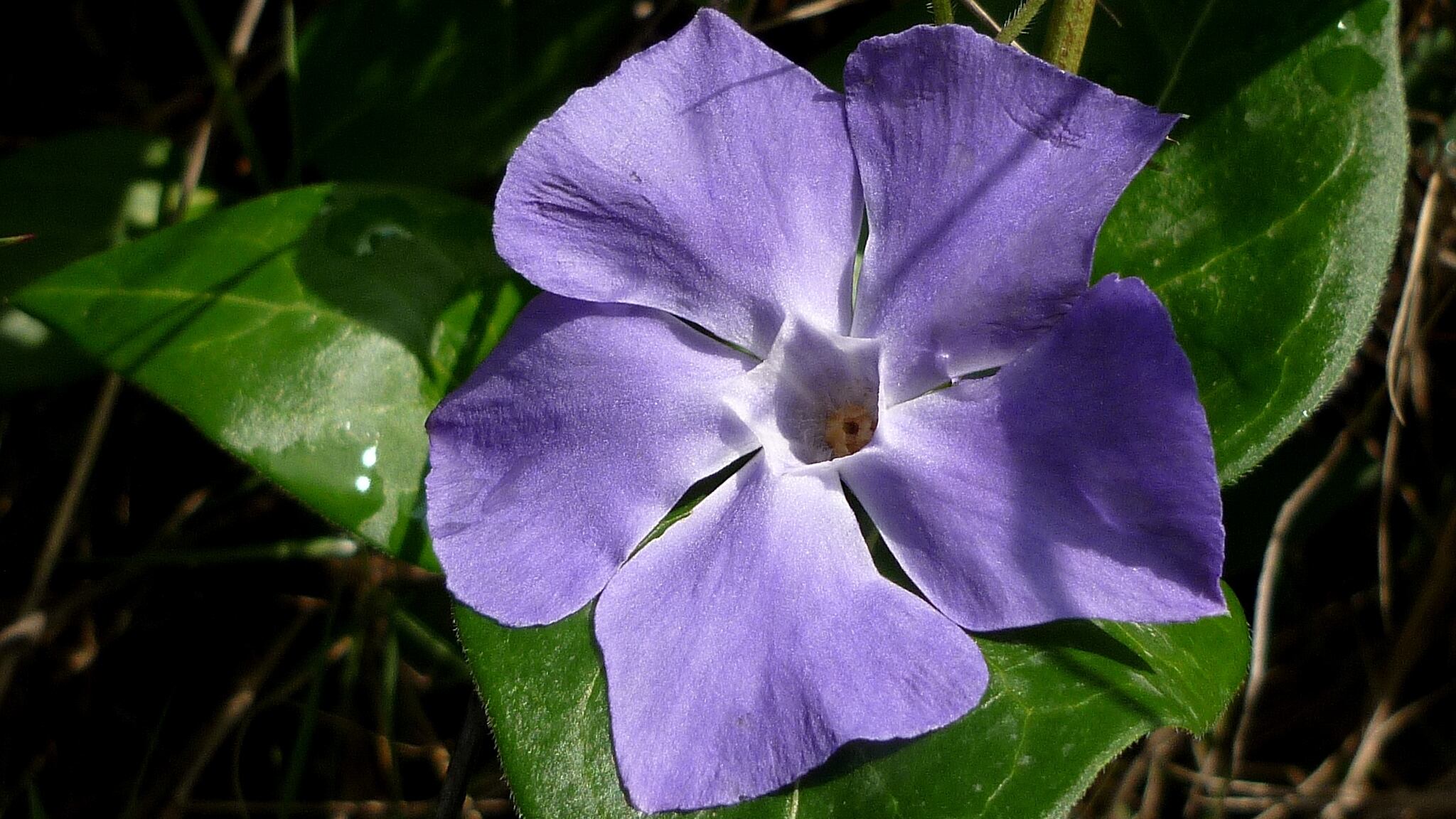 La vincapervinca, la flor resistente a las heladas (Wikimedia Commons)