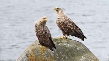 Pigargos europeos. (Bouke ten Cate/Wikimedia Commons)