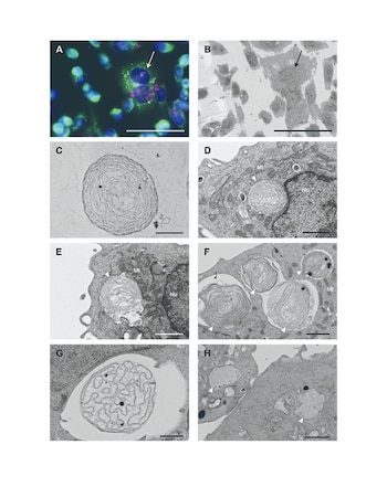 Cloroplastos adaptados de una alga
