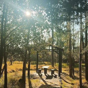 En el bosque de Tlalpan