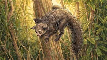 El aye-aye de Madagascar: el primate más extraño del mundo que evolucionó con rasgos de murciélago, roedor y pájaro carpintero