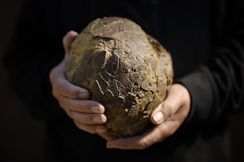 Alain Cabot encuentra en Francia, 100 huevos de dinosaurio de 72 millones de años de antigüedad