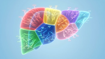 Imagen biomédica de un hígado humano segmentado en ocho zonas de colores vibrantes, con patrones de rutas luminosas y códigos de genes visibles sobre cada área.
