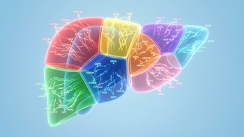 Crean el primer atlas genético del hígado humano y descubren 8 zonas clave que podrían prevenir enfermedades