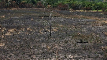 Tierras y deforestación: la disputa que impulsa a Bolsonaro en un bastión amazónico
