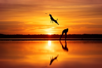 Un perro puede asociar la