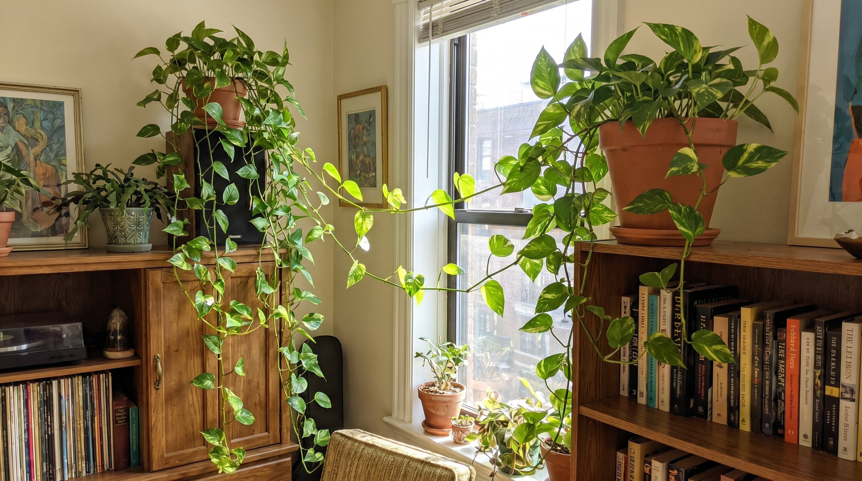 El pothos, resistente y de bajo costo, se adapta a rincones con poca luz y ayuda a limpiar el aire, lo que lo convierte en la planta preferida en departamentos de la Ciudad de México. (Imagen Ilustrativa Infobae)