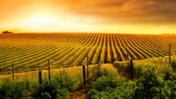 Cabañuelas hoy 8 de enero: