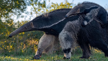 Dos osos hormigueros, un adulto transportando a su cría sobre el lomo, en un paisaje natural con vegetación borrosa