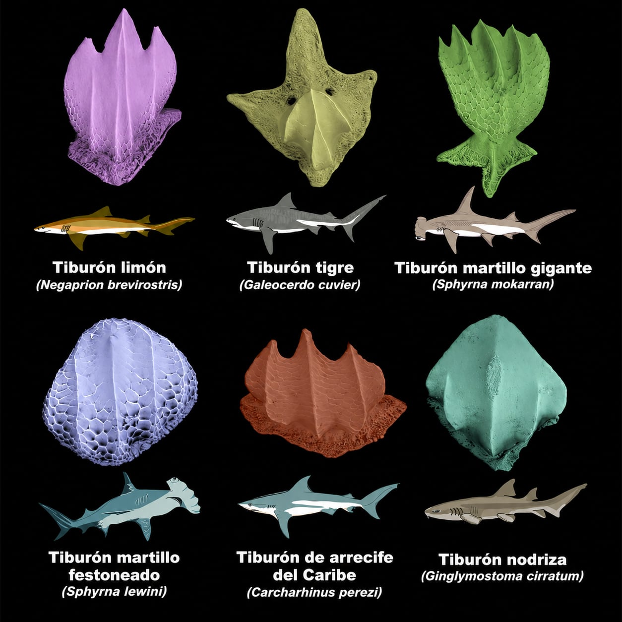 La forma de los dentículos varía según las especies y sus modos de vida, convirtiéndolos en una valiosa fuente de información sobre los ecosistemas del pasado. Crédito: Erin Dillon, Jorge Ceballos, Aaron O'Dea y Ashley Diedenhofen.