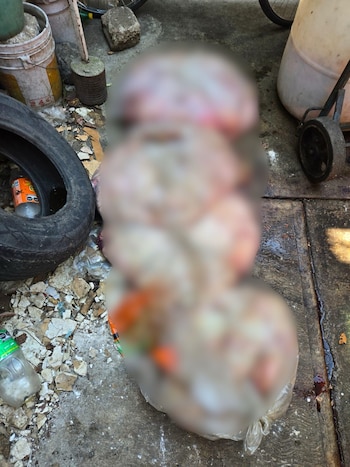 Además de los canes, fueron