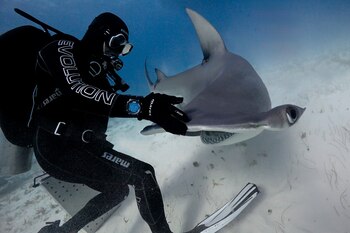 El experto en tiburones y