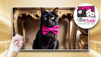 Vive Gatito 2025: fechas, actividades