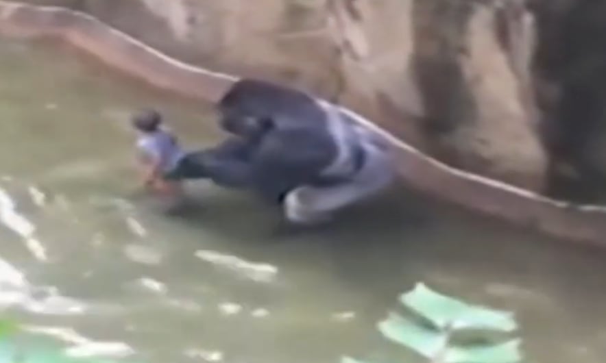 Una de las imágenes de Harambe cuidando del niño (captura Youtube)
