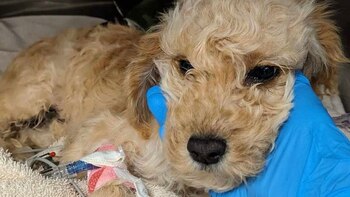 La canina ha estado luchado