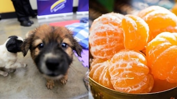 Un cachorro marrón mira a cámara junto a otro cachorro blanco y negro; a la derecha, un cuenco dorado con mandarinas peladas