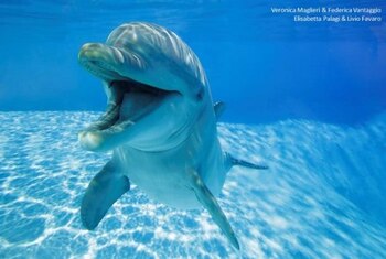 El juego social de los