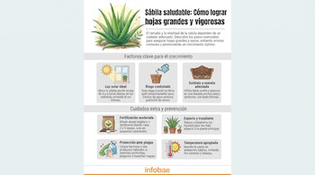 Infografía con planta de sábila, ilustraciones de sol, regadera, maceta, abono, plantas pequeñas, atomizador y termómetro, con consejos de cultivo.