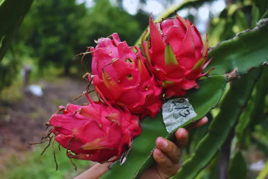 Una mayor conservación y vida útil permitirían a la pitahaya peruana usar transporte marítimo y reducir la dependencia de los envíos aéreos.