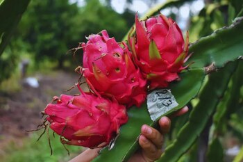 esta fruta podría convertirse en una opción viable para diversificar la producción agrícola nacional y generar nuevas fuentes de ingreso para los productores locales (INTA)