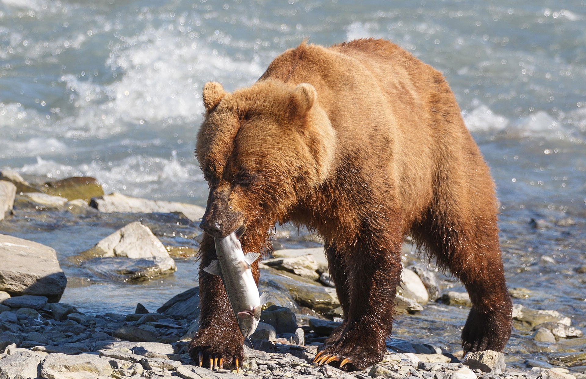 A partir de la década de 1990 comenzó a pasar largas temporadas en Alaska, especialmente en Katmai, un territorio privilegiado para observar osos pardos (Grosbygroup)