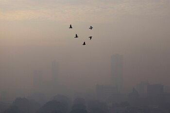 Birds fly on a smoggy