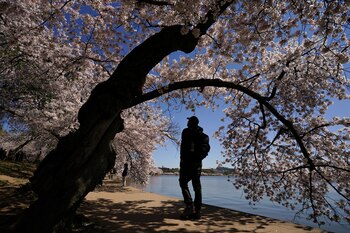 Este año, la floración máxima