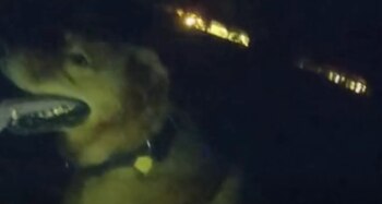 La búsqueda terminó cuando Eeyore