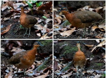 El comportamiento dócil y la