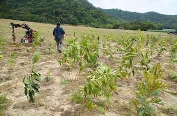 Un hombre camina por un terreno con plantas pequeñas cerca de una perforadora mecánica en una zona rural rodeada de colinas