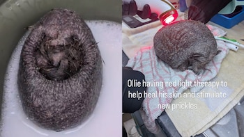 Ollie, el erizo sin púas rescatado en Reino Unido. (Instagram/@pricklesinapicklehedgehogs)