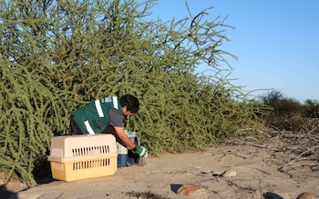 Ambas as aves receberam tratamento veterinário, redução de estresse e monitoramento antes da soltura. Difusão