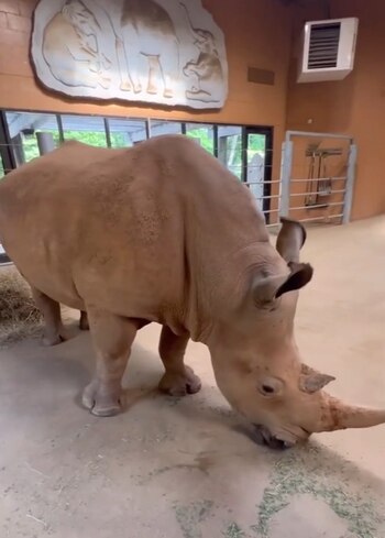 Kiazi y su nueva cría