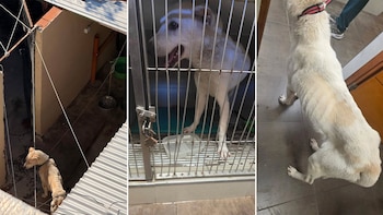 Rosario: rescataron a un perro desnutrido que se encontraba atado en un patio de una casa