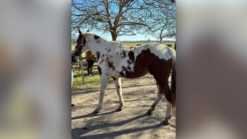 Caballos rescatados serán rehabilitados durante