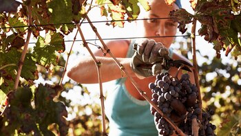 Cómo el cambio climático está