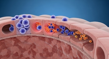 Imagen 3D biomédica de la mucosa intestinal con células ILC3 azules y partículas rojas y naranjas atravesando una barrera permeable.