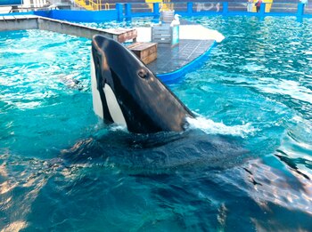 En la imagen el fotografía