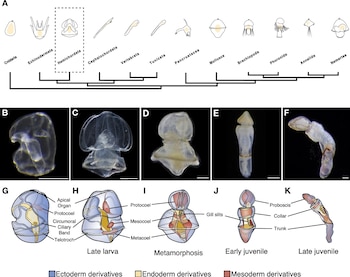 Esquemas de un árbol filogenético, microfotografías de organismos transparentes y diagramas anatómicos etiquetados con leyenda