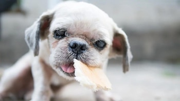 Los perros son curiosos por