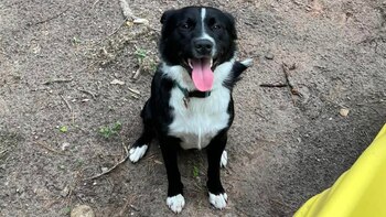 El canino le avisó a