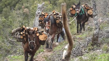 Los explotan hasta la fatiga