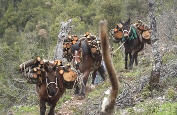 Los burros y los caballos