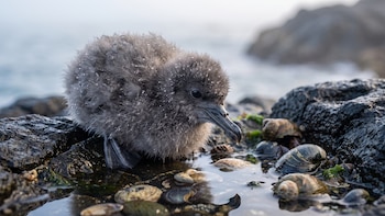 La enfermedad silenciosa que el plástico provoca en las aves marinas y condena a sus polluelos