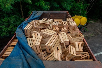 "El narcoverdulero": Gendarmería incautó más de una tonelada de droga - Image 3