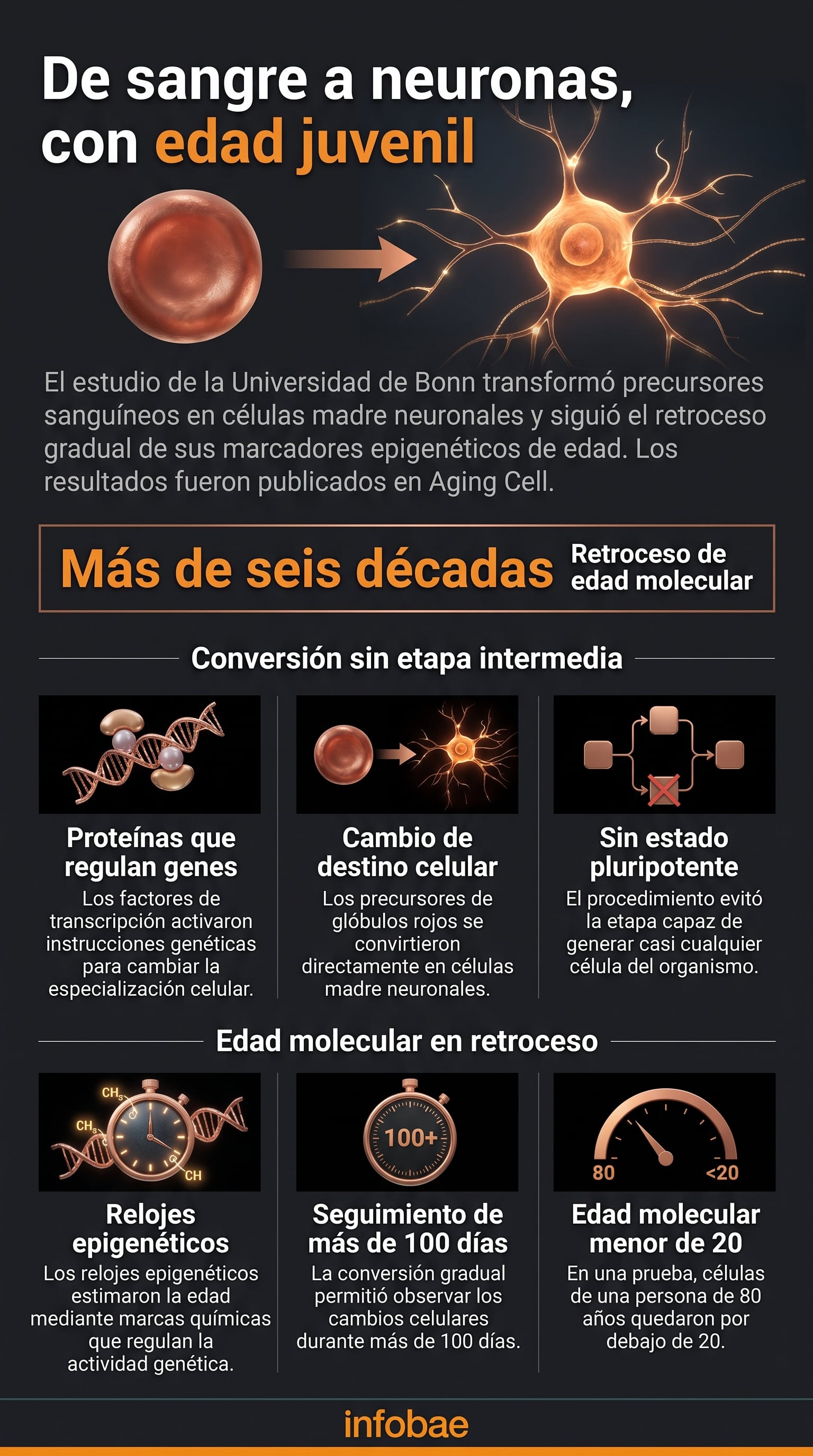 El equipo científico aplicó factores de transcripción para reconvertir las células sanguíneas de forma directa y sin pasar por un estado pluripotente intermedio (Imagen Ilustrativa Infobae)
