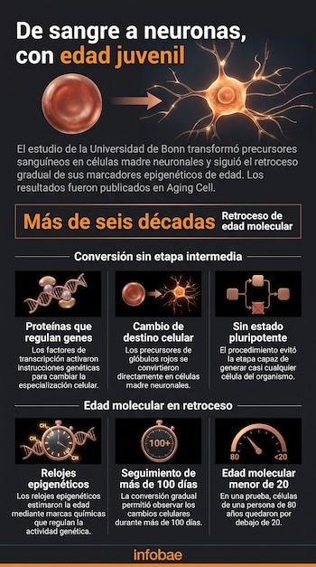 Infografía con esquemas de un glóbulo rojo, una neurona, cadenas de ADN, un cronómetro, un velocímetro y recuadros explicativos con texto.