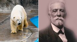 Winner, el oso polar que murió en cautiverio por el calor porteño y abrió las jaulas para la libertad de otros animales