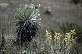 Ana María Mora, ingeniera ambiental