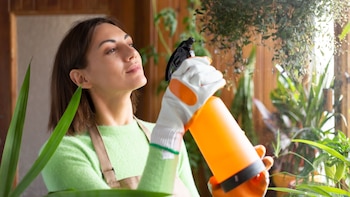 Matico - planta amazónica -planta medicinal - Perú - salud - 7 agosto